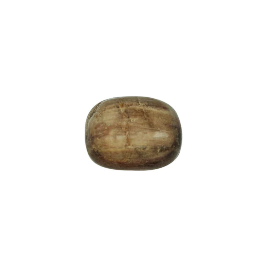 Tumbled Fossil Wood