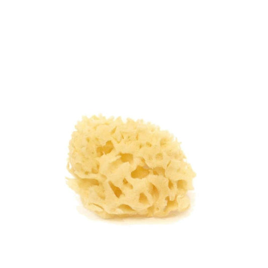 Archipelago Sea Sponge Bleached FACE - S